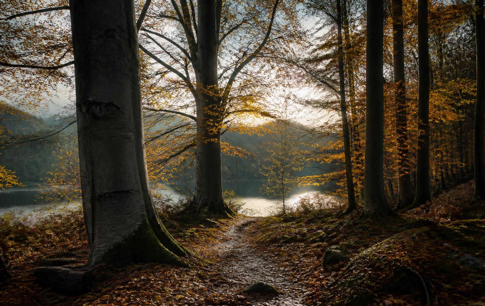 Autumn beech forest with a woodland path and a shimmering forest lake in Glücksburg Forest on the Flensburg Fjord