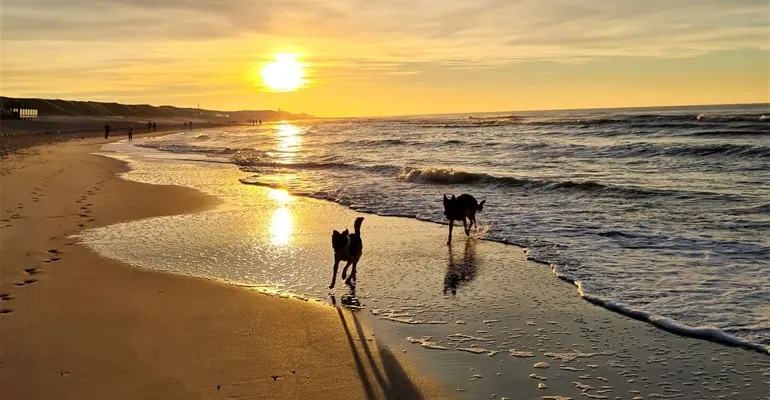 Hund am Naturstrand der Flensburger Förde bei Holnis im Abendlicht