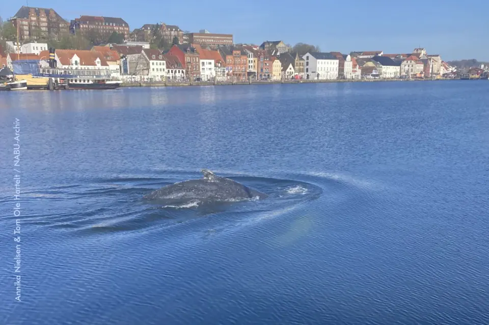 Walfluke in der Ostsee bei Sonnenuntergang — Wale an der Flensburger Förde
