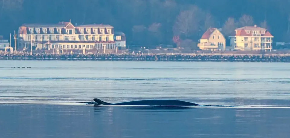 Buckelwal Timmy in der Ostsee vor Wismar — Wal-Sichtung in der deutschen Ostsee
