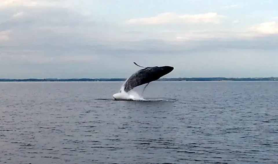 Buckelwal springt aus der Ostsee — spektakuläre Wal-Sichtung