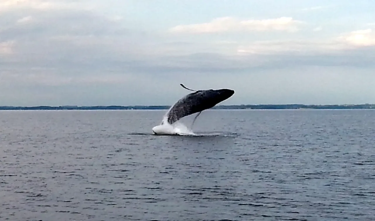 Buckelwal springt aus der Ostsee — spektakuläre Wal-Sichtung