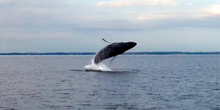 Buckelwal springt aus der Flensburger Förde — seltenes Naturschauspiel