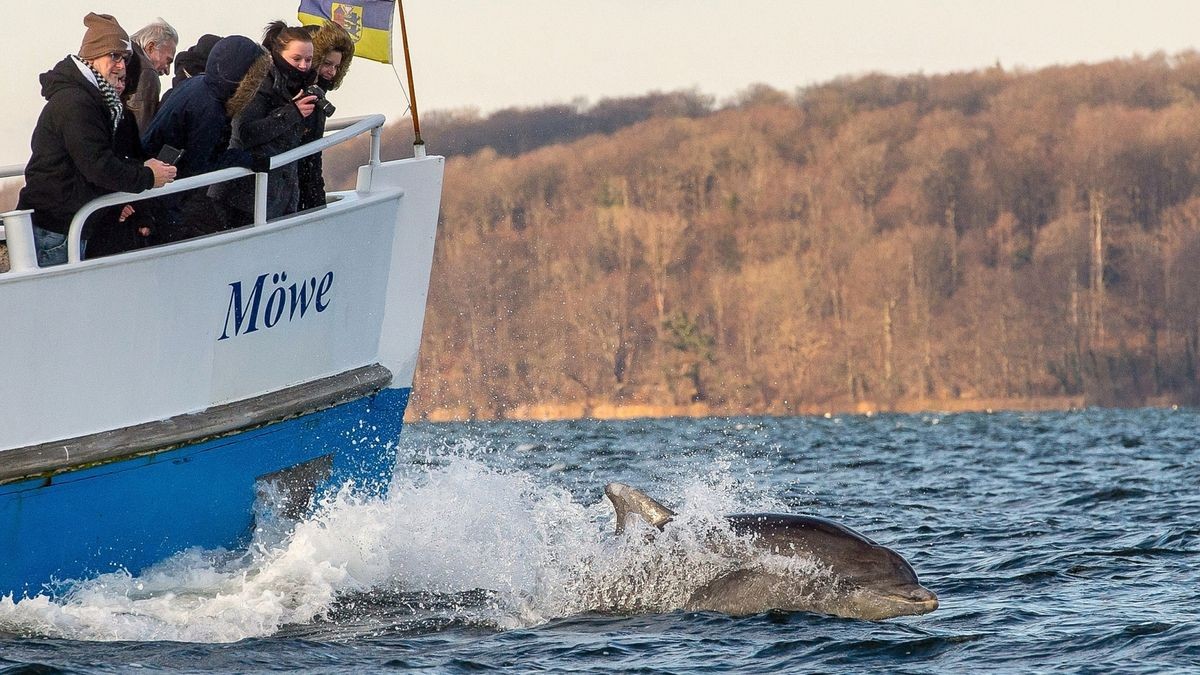 Delfin springt neben Ausflugsboot Möwe in der Flensburger Förde