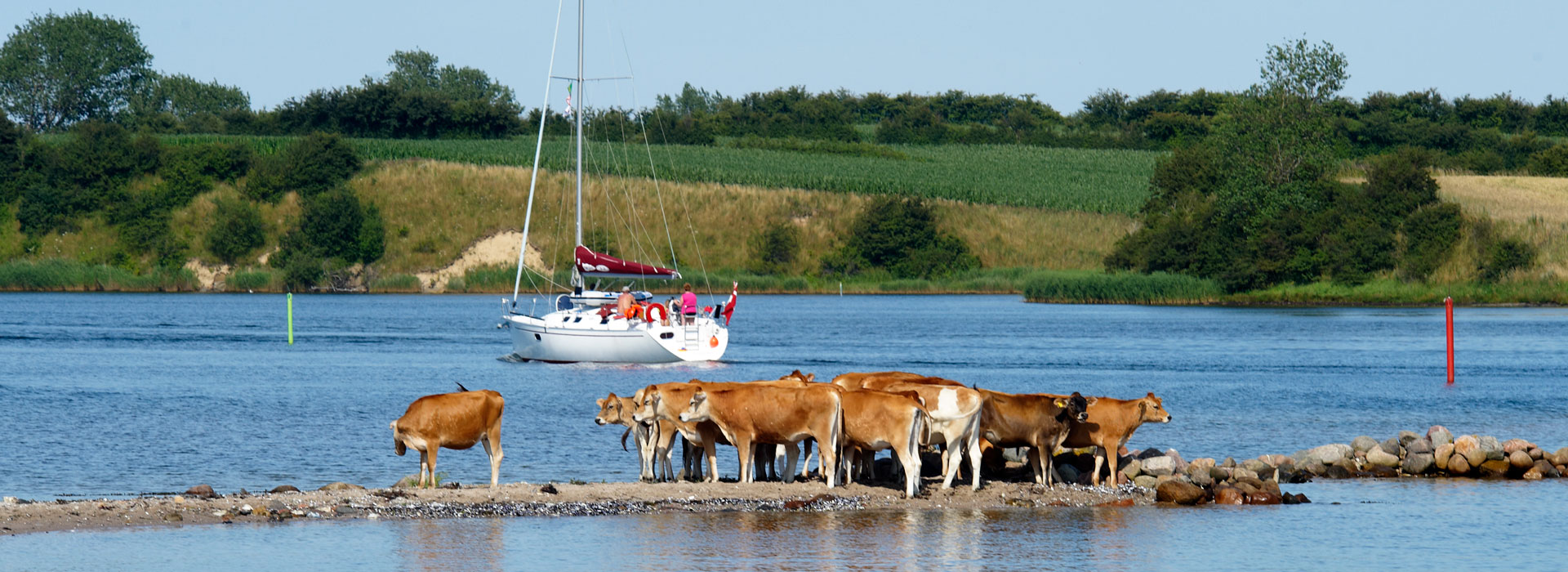 Segelboot auf der Flensburger Förde mit Kühen am Ufer — idyllische Küstenlandschaft