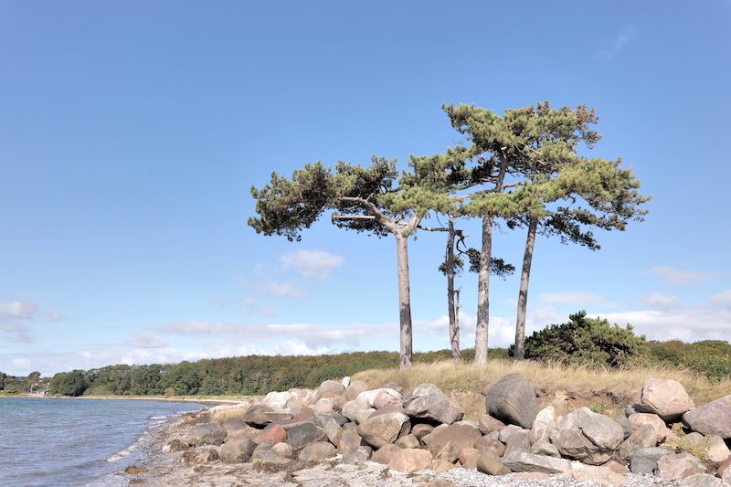 Windgeformte Kiefern am Gendarmstien — Küstenwanderweg an der Flensburger Förde